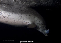 Atlantic Spotted Dolphin at night after just catching a f... by Matt Heath 